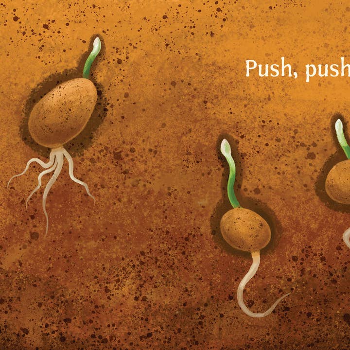 Amicus Publishing - Wholesale Baby & Toddler Book (0-2) - Wildflowers Grow2