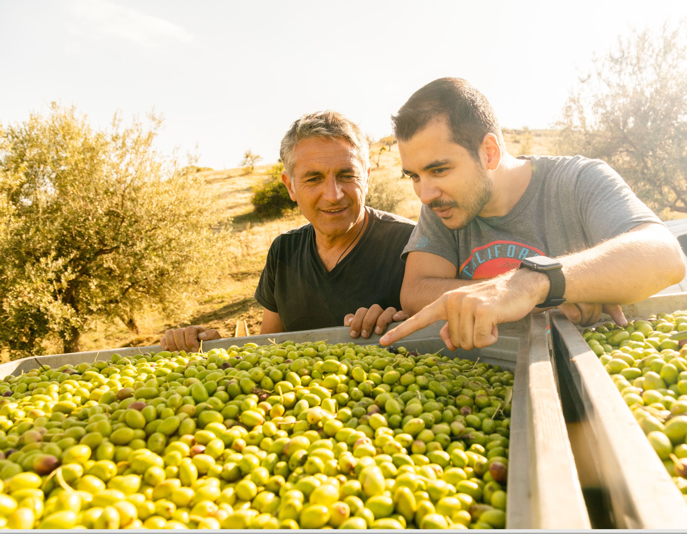 Boniviri BCorp – Großhandel Olivenöl – 5 L Dose Bio Natives Olivenöl extra, 100 % italienisch5