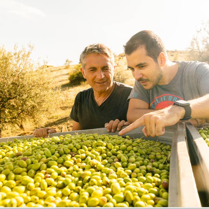 Boniviri BCorp - Wholesale Olive Oil - 5 L Can Organic Extra Virgin Olive Oil 100% Italian5