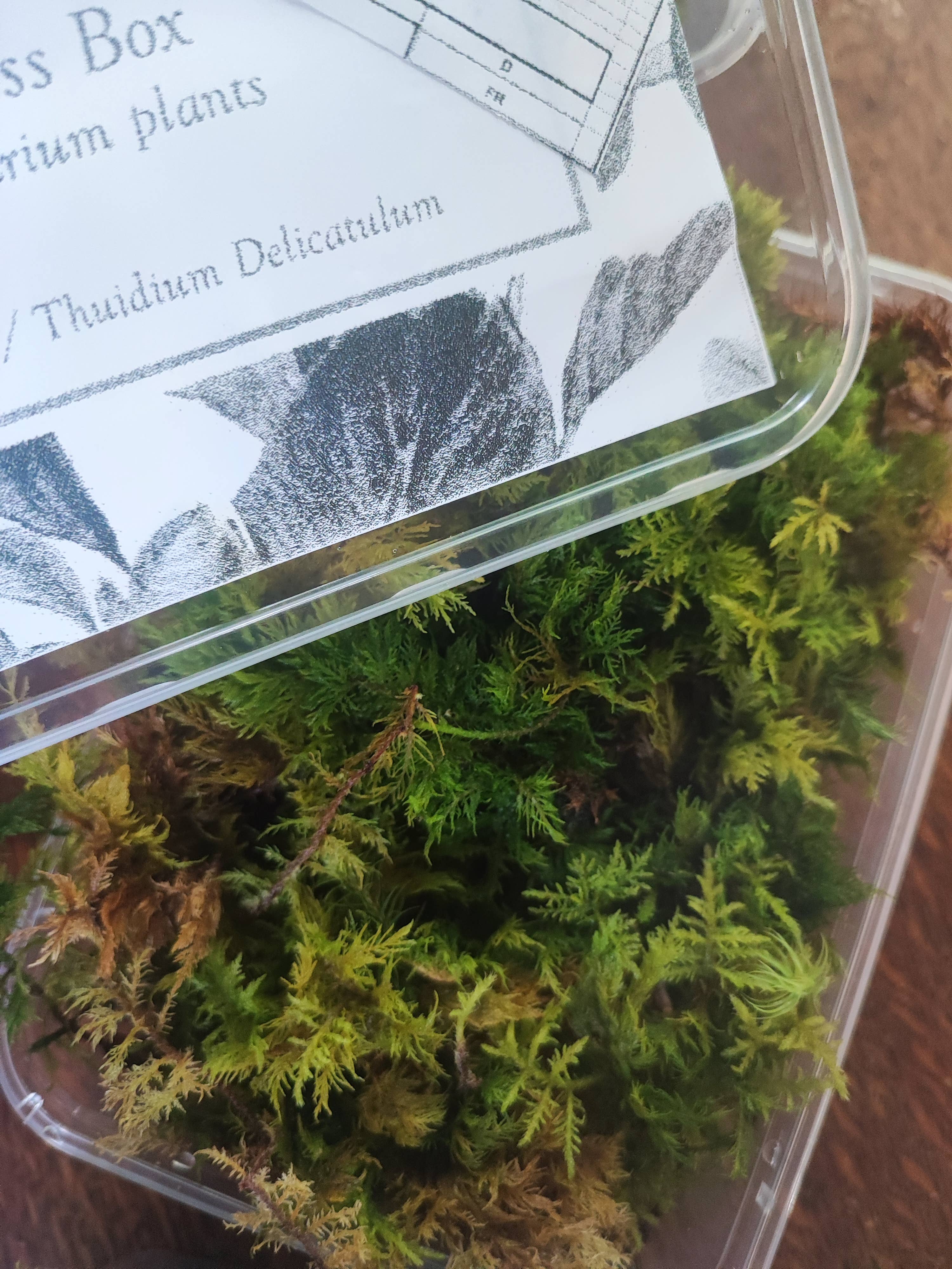Moss wholesale - Wholesale Live Plant - Moss box for terrariums cushion, bun, sheet, fern, tree moss4
