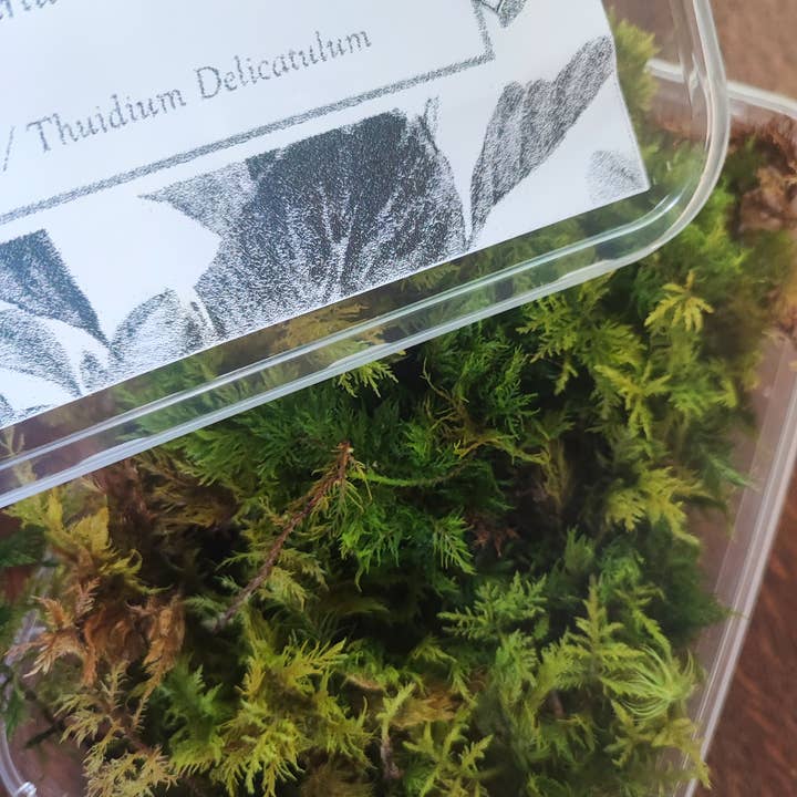 Moss wholesale - Venta al por mayor Plantas naturales - Caja de musgo para terrarios cojín, bollo, hoja, helecho, musgo de árbol4