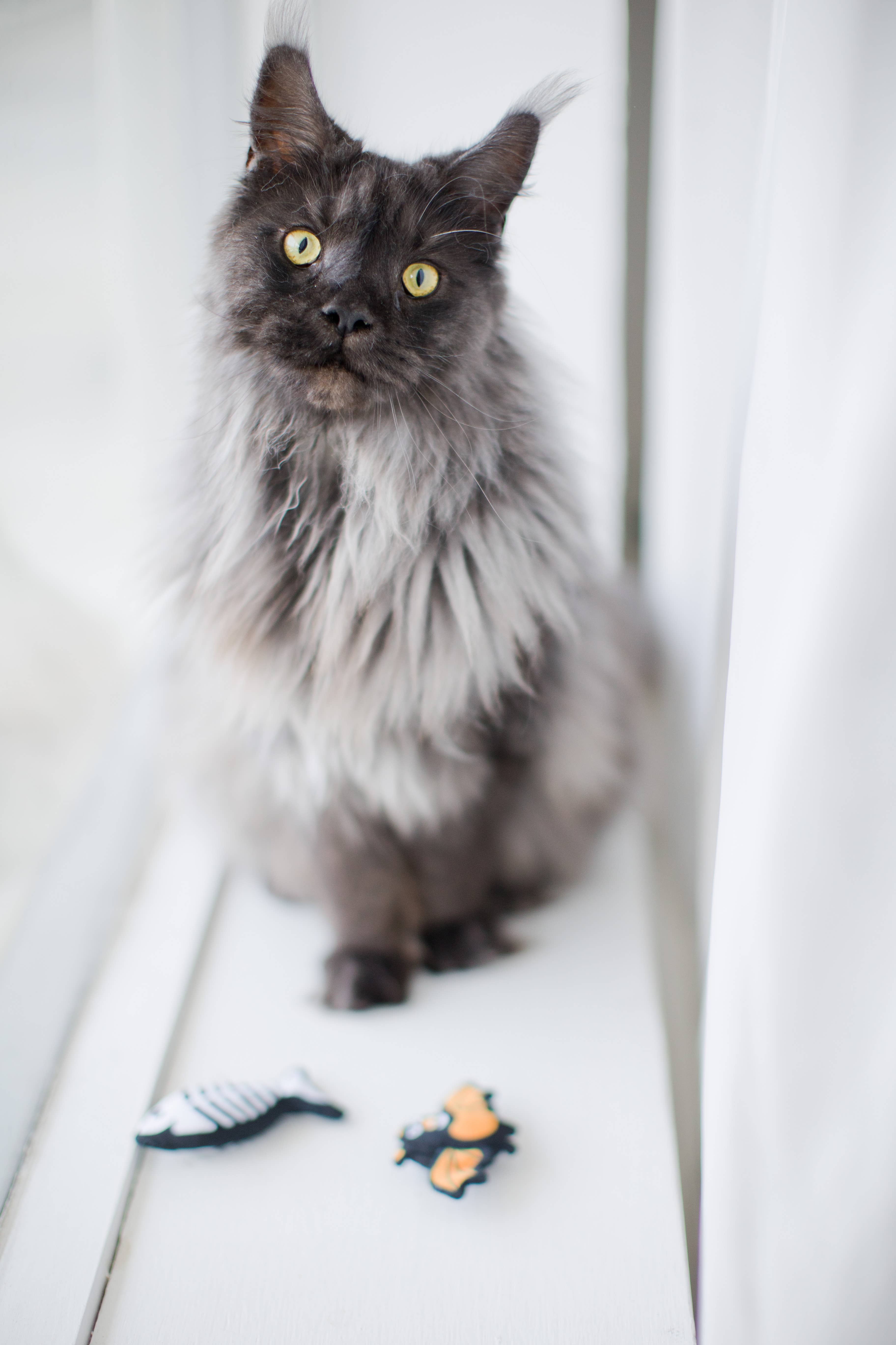 Pearhead - Wholesale Pet Toy Set - Cat - Bat & Fish Skeleton Halloween Cat Toys, Set of 24