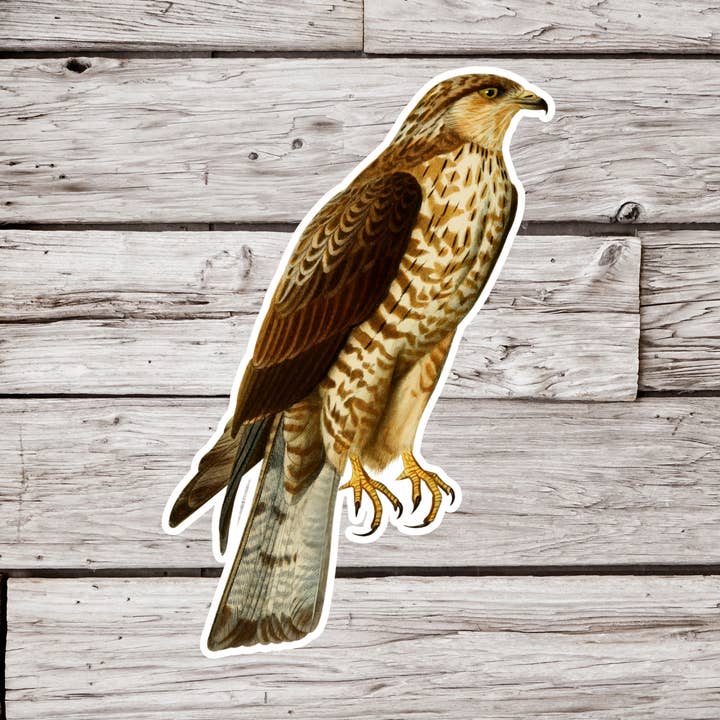 Høg Klistermærke, Fugle Klistermærke, Vintage Fugle Klistermærke, Dyreliv for engroshandel hos NatureCuts