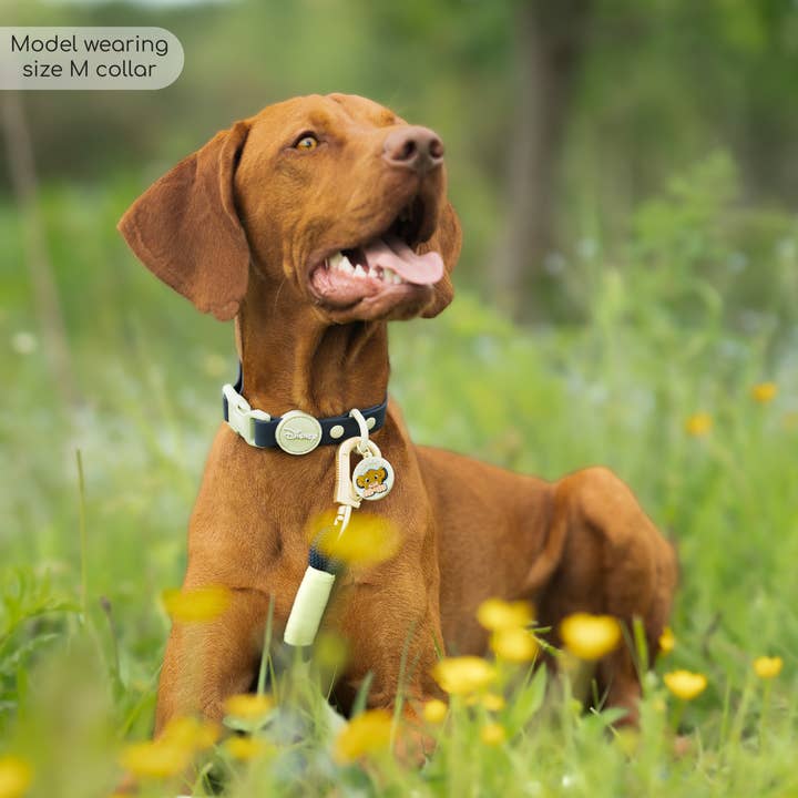 Pawsome Paws - Wholesale Pet Collar - Dog - Disney© Waterproof Collar - Simba2