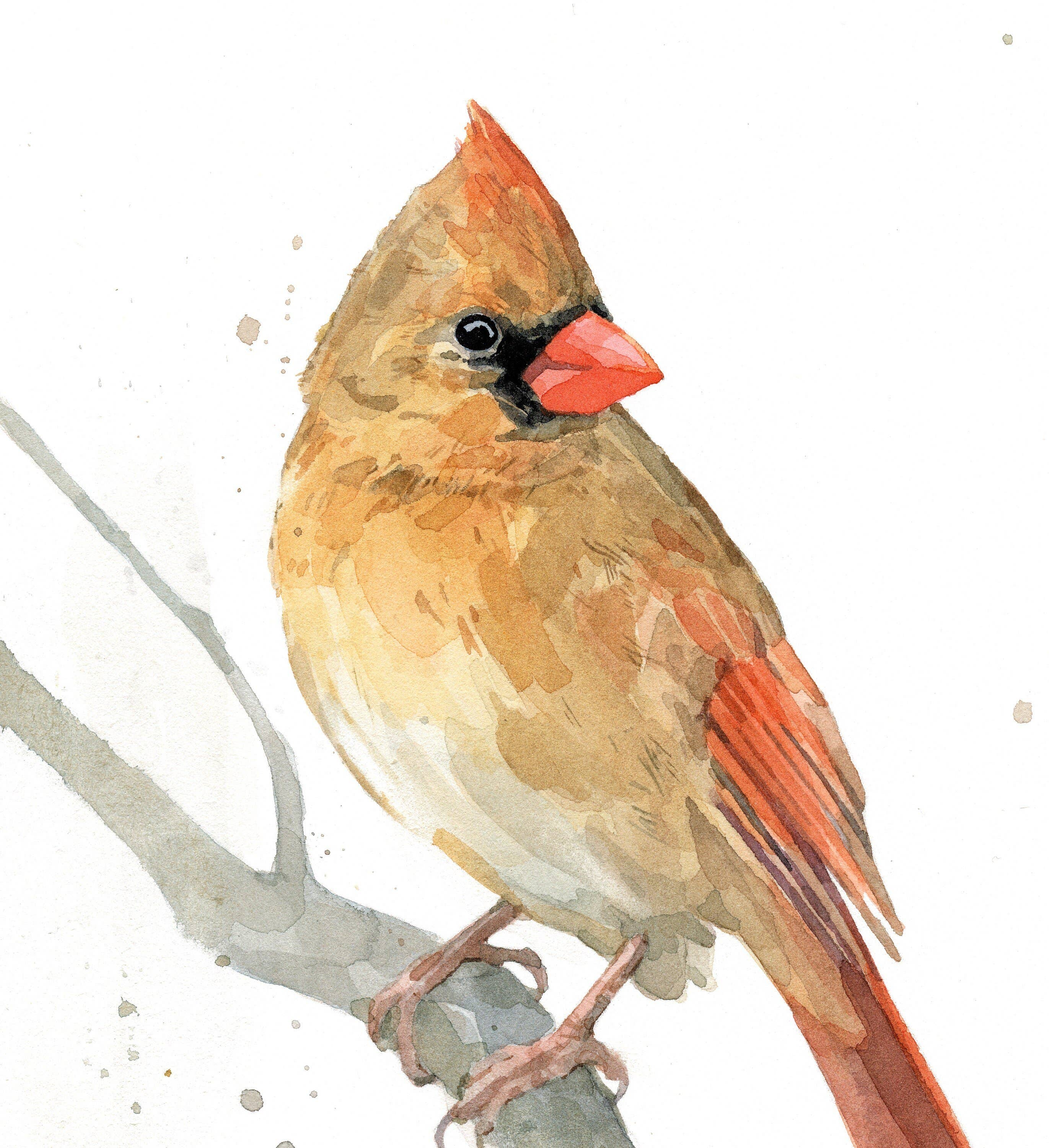 Studio Tuesday - Wholesale Art Print - Female Cardinal Branch Watercolor Print, Bird Painting2