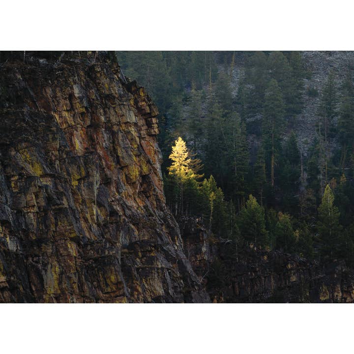 Fall Larch in Sunrise for wholesale by Laurie Childs Photography