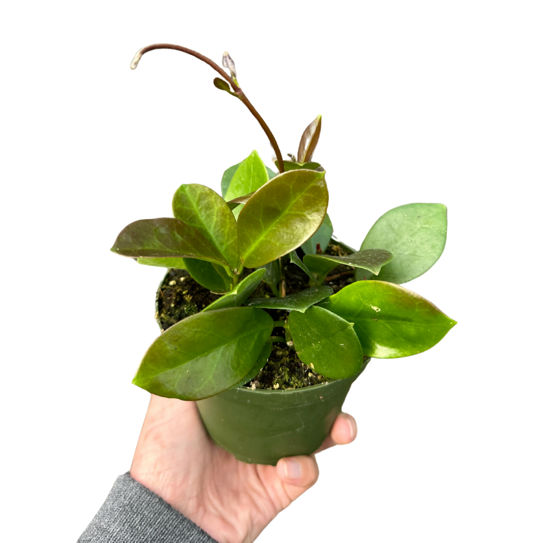 Flow State - Wholesale Live Plant - 4" Hoya Australis (Hoya australis) – Live Houseplant2