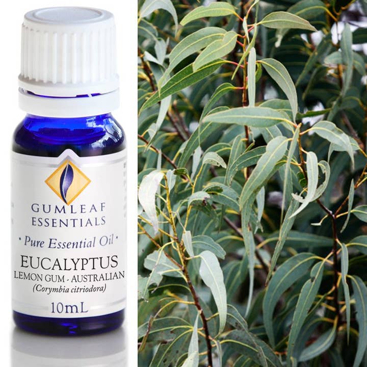 Eucalyptus Lemon Gum Essential Oil for wholesale by Buckley & Phillips Aromatics