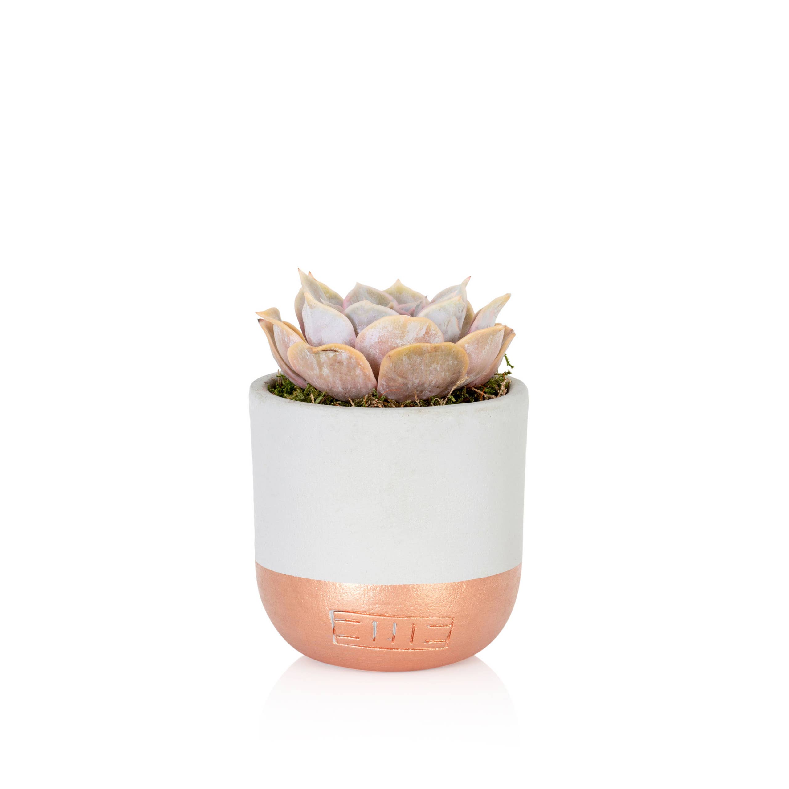 The Little Botanical – wholesale Succulent – Lilacina0