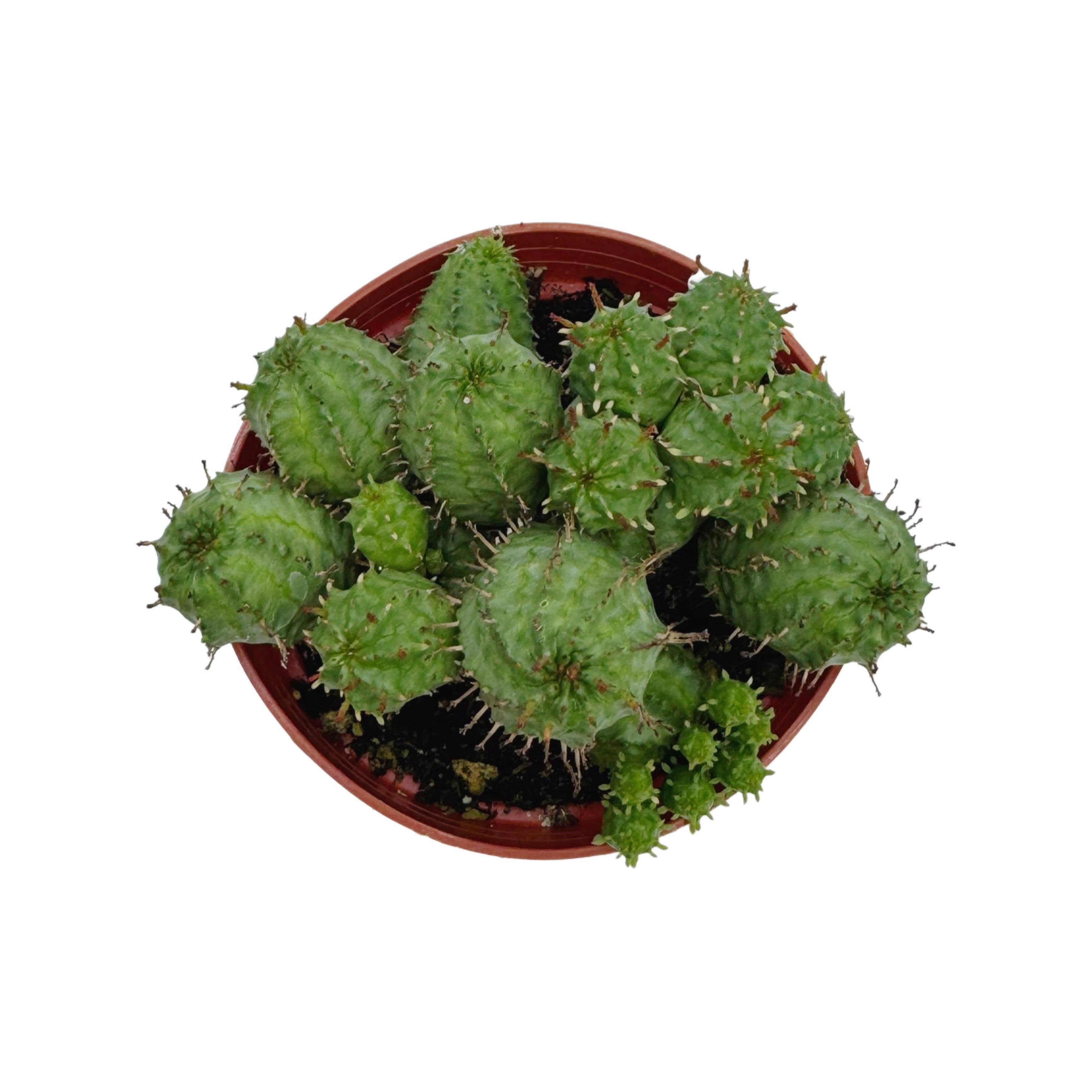 Succulent Wholesale - Wholesale Succulent - Euphorbia Monstrose | 4 inch | Euphorbia submammillaris