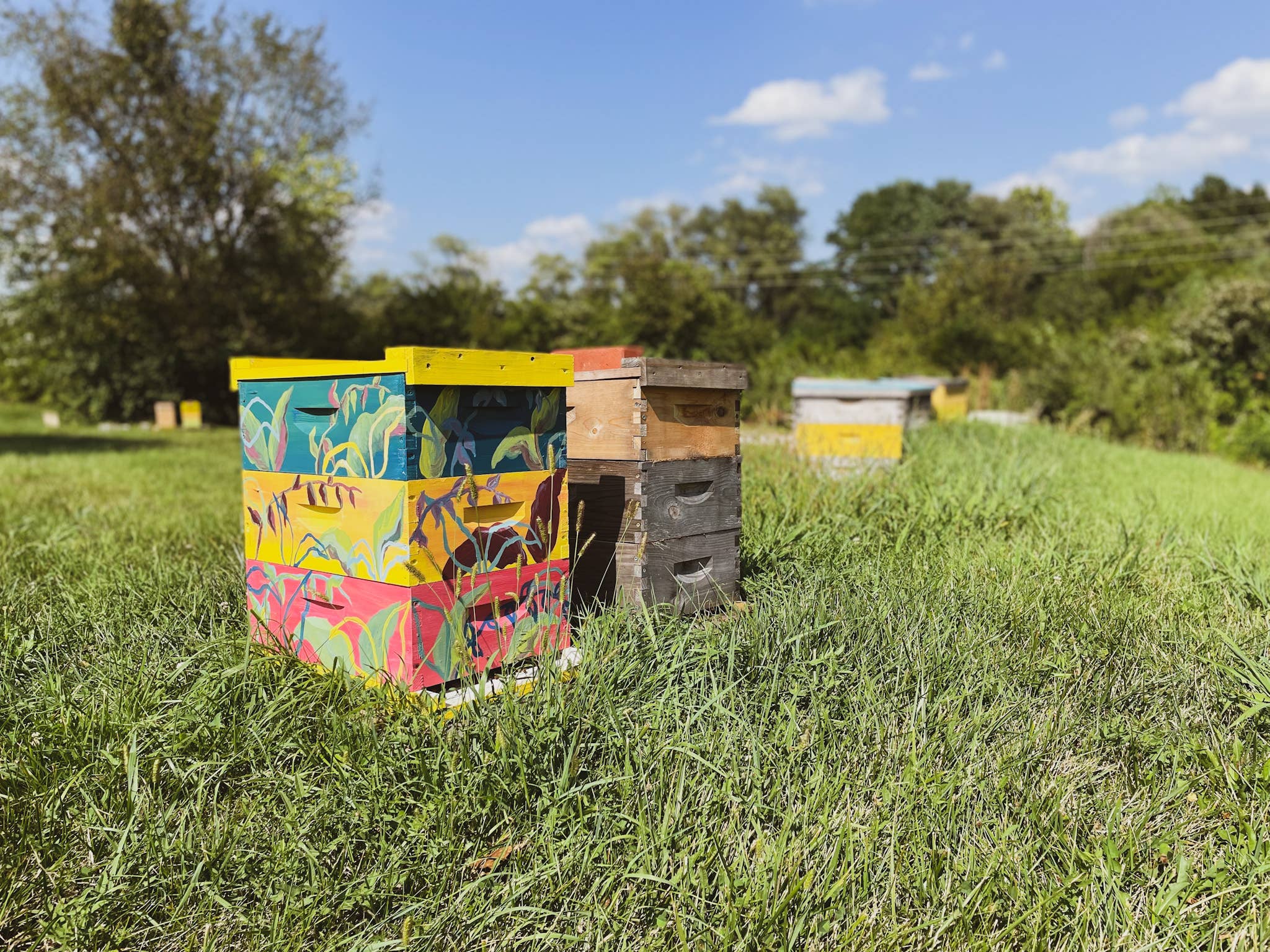 Messner Bee Farm – Engroshandel Honning – Lavendel hyldebær infunderet honning/frugtagtig og blomster/ 12 oz4