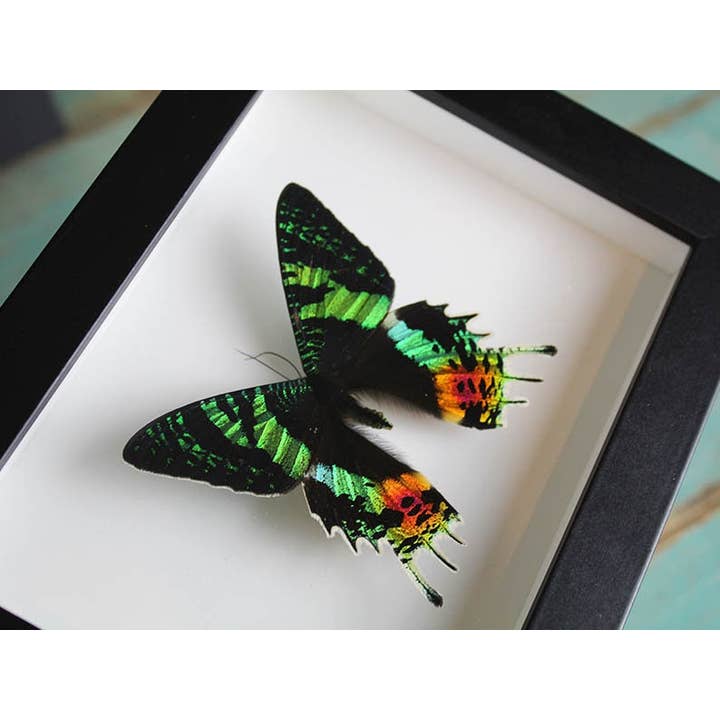 Urania ripheus o la polilla del atardecer en un marco para venta al por mayor de Newman Art Designs