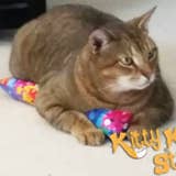 Kitty Kick Stix - Wholesale Pet Toy - Cat - 11″ Kick Stix – Single Stix3