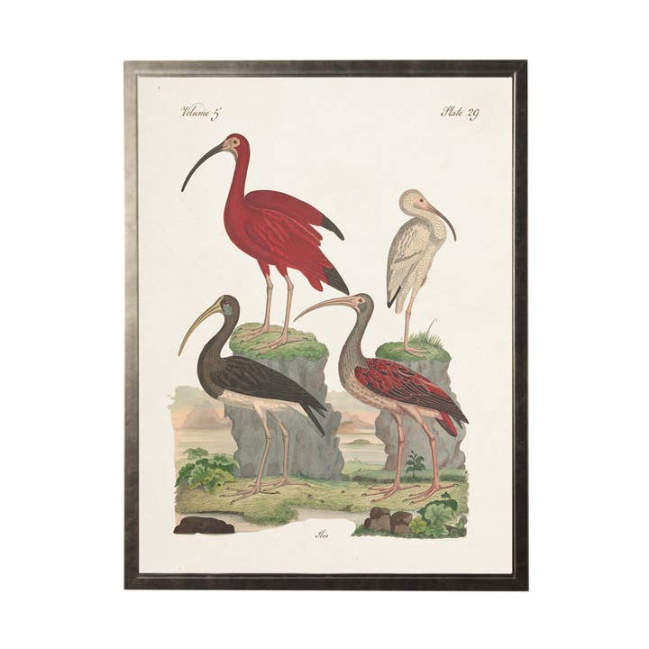 Trois ibis ex-libris sur fond vieilli pour la vente par Antique Curiosities Inc