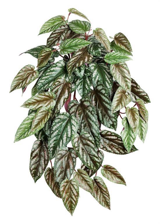 Select Artificials, Inc. - Wholesale Artificial Plant - Med. Red Back Cissus Discolor, W/66lvs, 24", Red/Burg/Green0