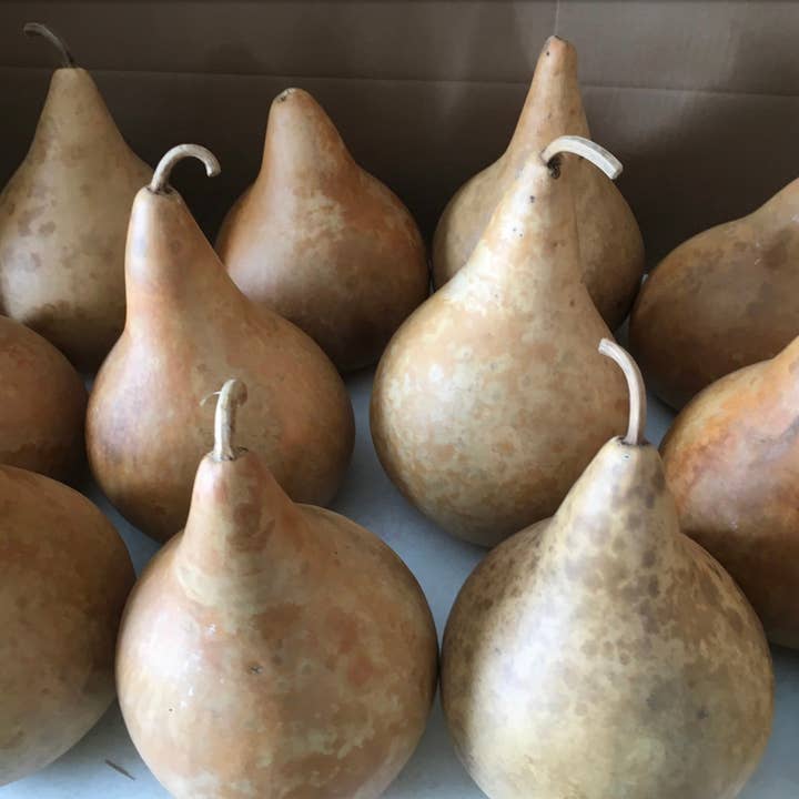 YellowSeventeen – Großhandel Tischdeko – 16 handverlesene und gereinigte Martin-Haus-Kürbisse, 18 cm, Top-Qualität0