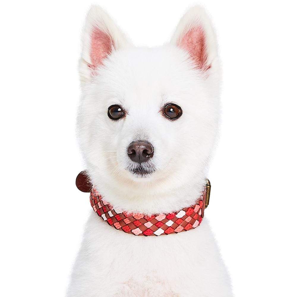 Blueberry Pet – wholesale Halsband - Hund – Flätat hundhalsband i fullnarvat läder, 2 färger13