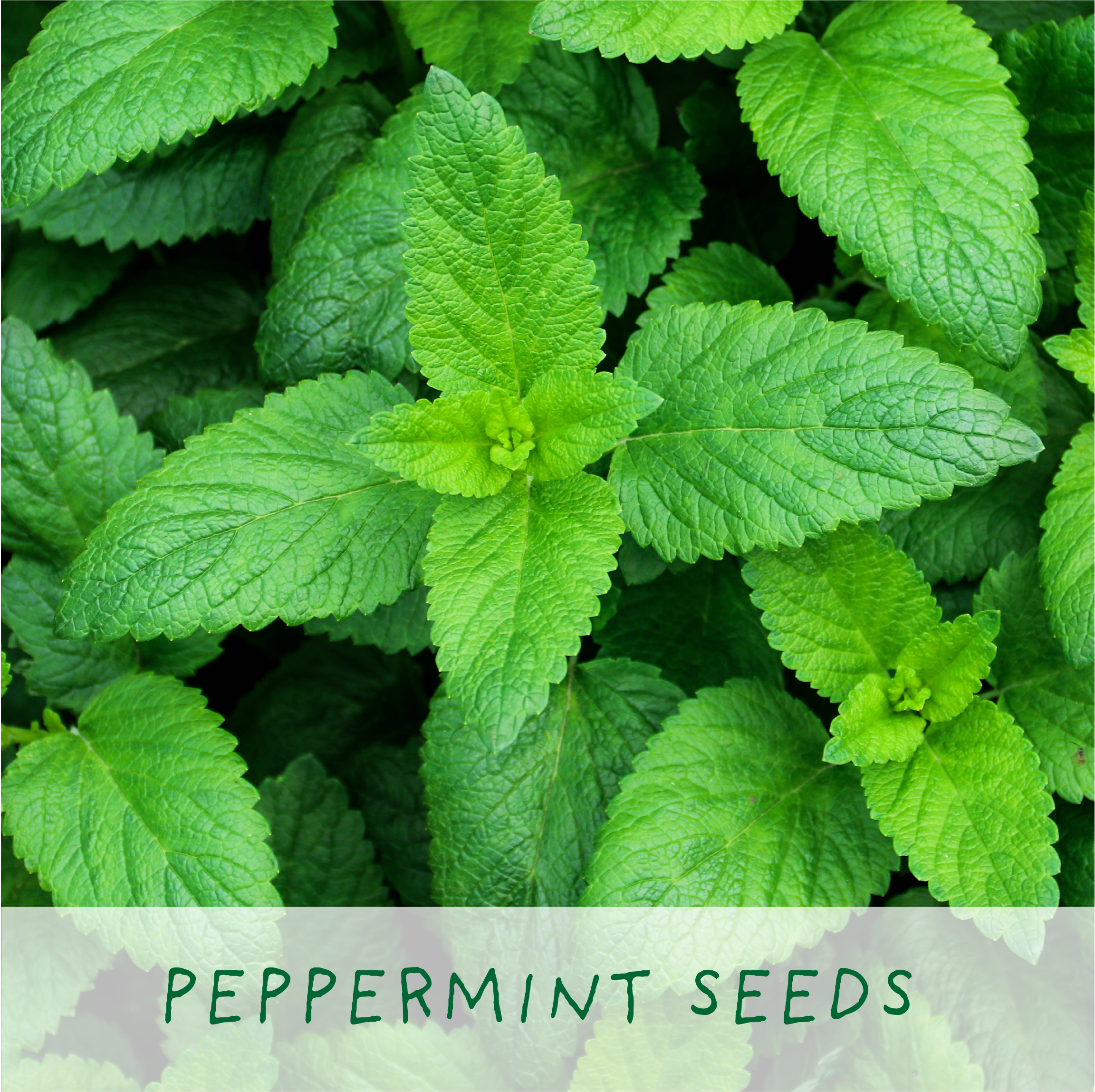 The Plant Gift Co. – wholesale Plant seeds – For the Best Mum. Herbal Tea Grow Your Own Kit5