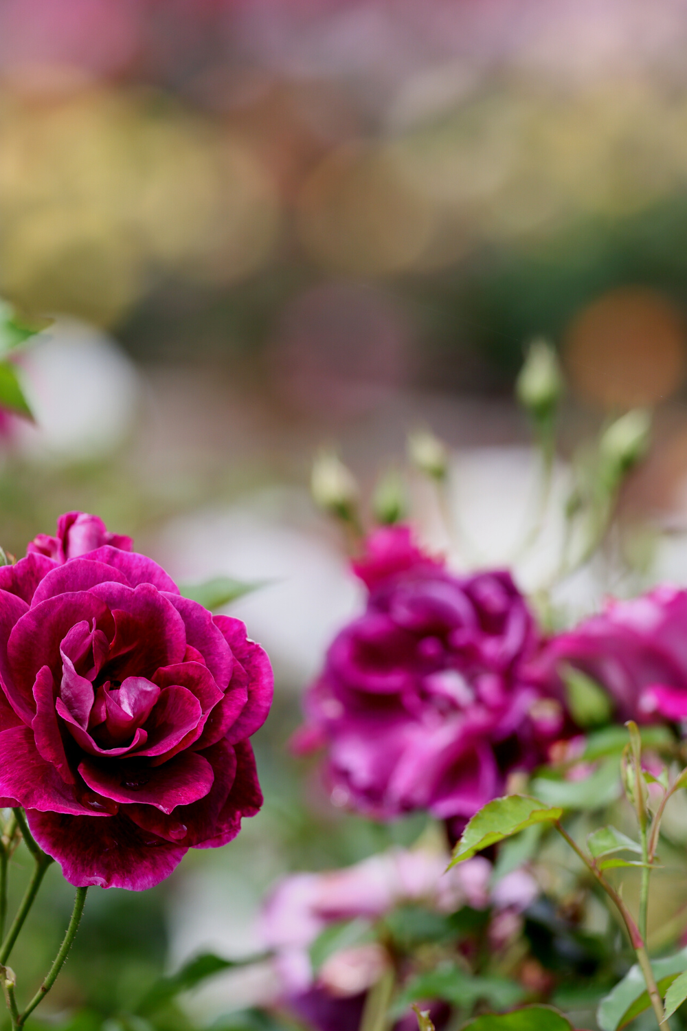 Blooming Wild Botanicals - Wholesale Bath Salts - Rose Geranium Coconut Milk Bath Salts | Large Bottle5