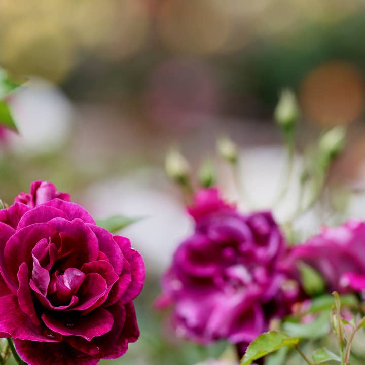 Blooming Wild Botanicals - Wholesale Bath Salts - Rose Geranium Coconut Milk Bath Salts | Large Bottle5