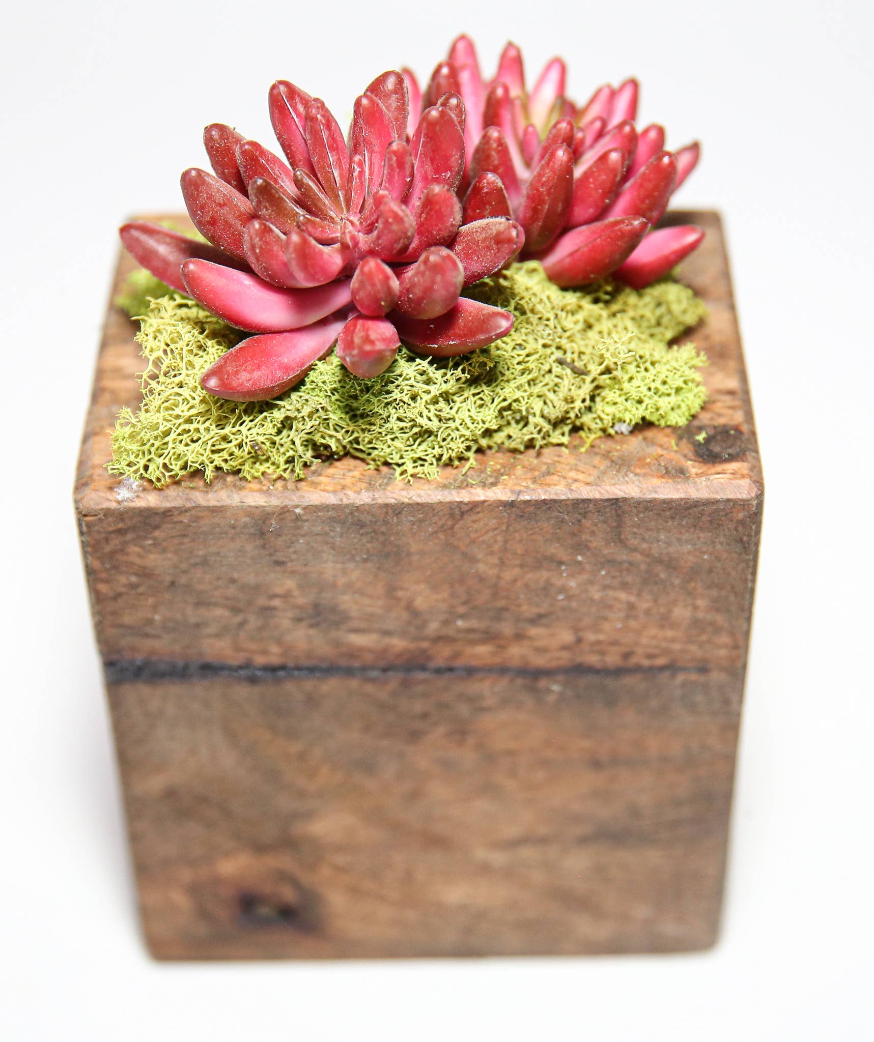 Forever Green Art - Wholesale Succulent - Succulent Sugar Mold Set of 914