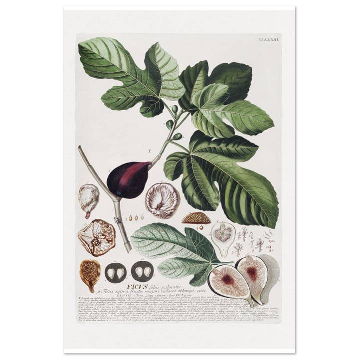 Maison de Paloma - Wholesale Art Print - Ficus16