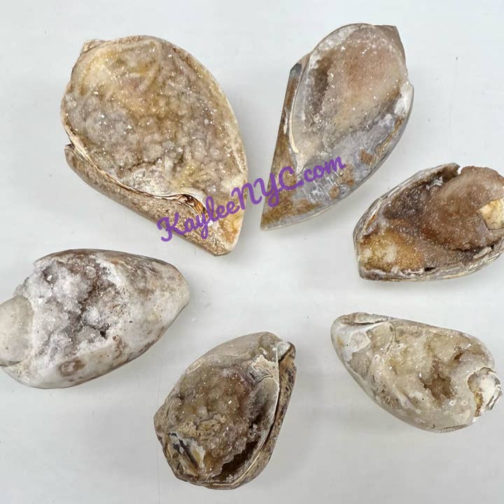 KayleeNYC - Wholesale Spiritual Stone/Crystal - Natural Spiralite Fossil Sea Shell5