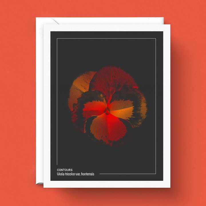 Contours - Pansy Art Card per la vendita all'ingrosso da parte di G. Qulture