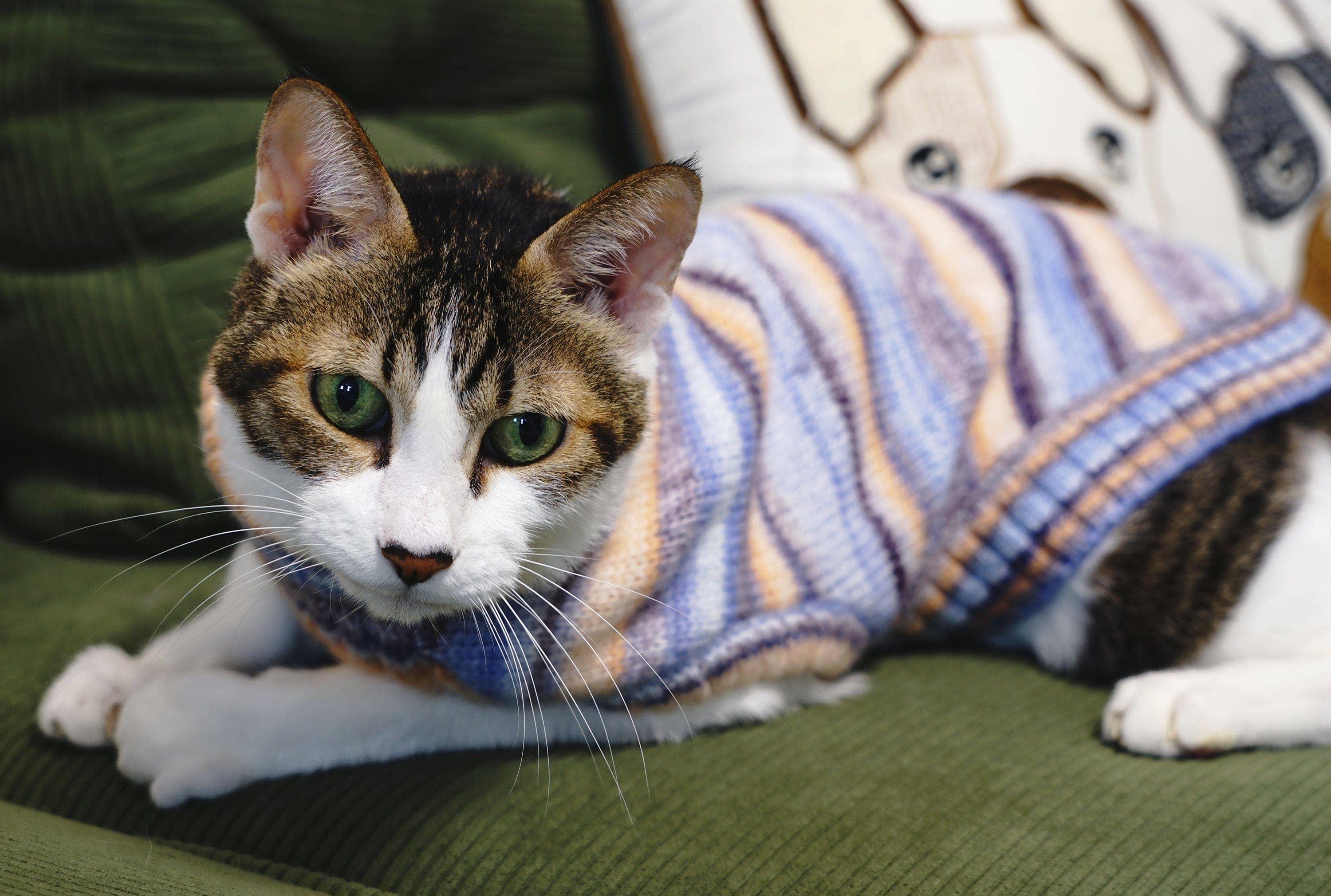 Blueberry Pet - Vendita all'ingrosso Maglione - Cani - Maglione girocollo in filato sfumato morbido e accogliente, lavorato a maglia su misura e tinto18