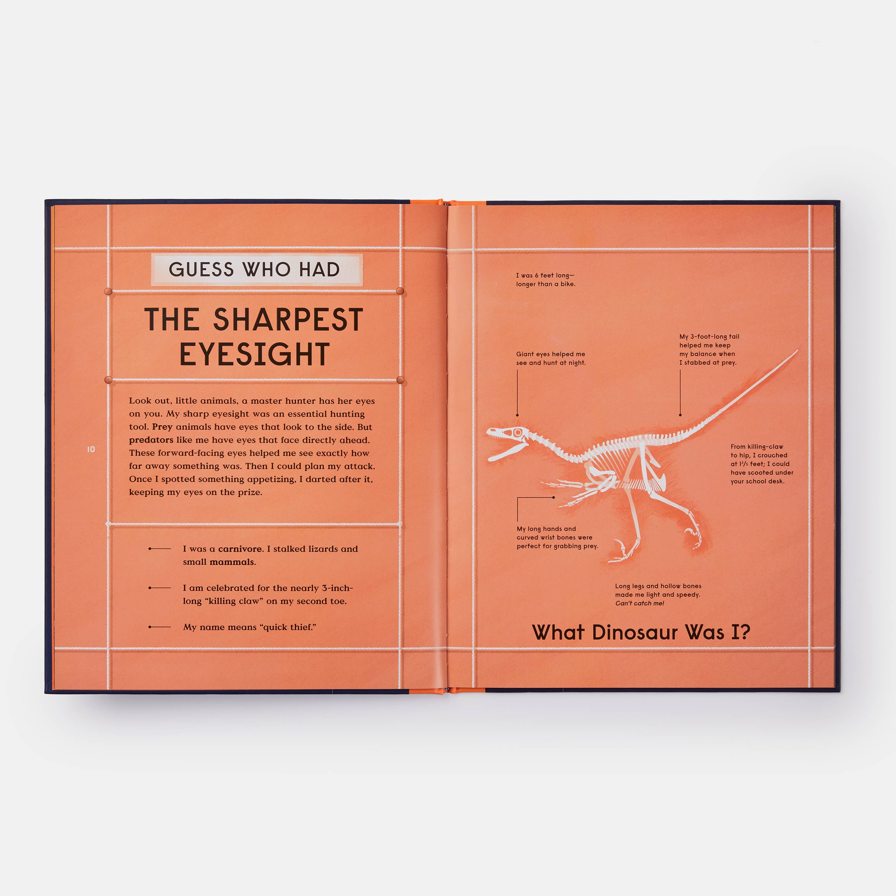 Phaidon - Wholesale Middle Grade Book (9-12) - Book of Dinosaurs: 10 Record-Breaking Prehistoric Animals5