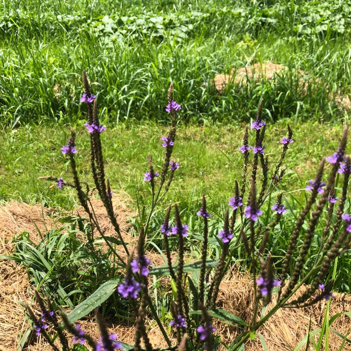 Smoke Camp Crafts - Wholesale Plant Seeds - Blue Vervain (Verbena hastata) - 0.1 grams, 100 seeds