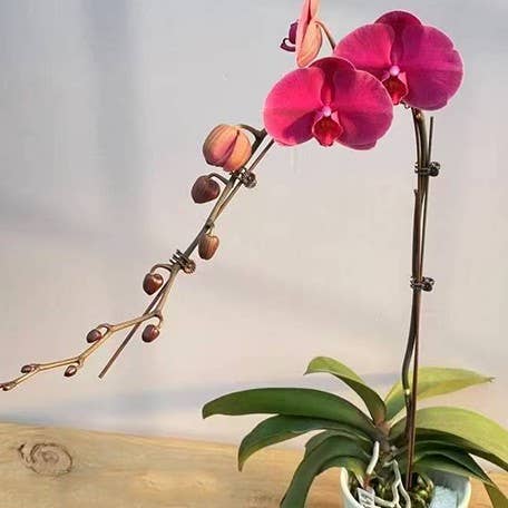 Phalaenopsis Rose Rouge 2.5" | Rare Houseplant for wholesale by OrchidBox