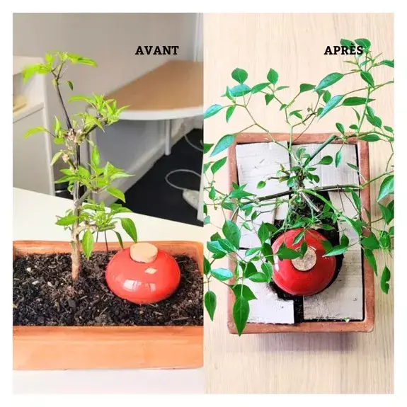 Poterie lutton - Vente Arrosoirs - Ollas Galet 15 cl – Arrosage autonome et stylé22