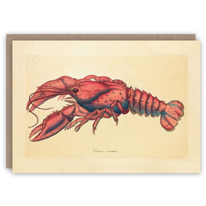 Lobster for wholesale by The Pattern Book
