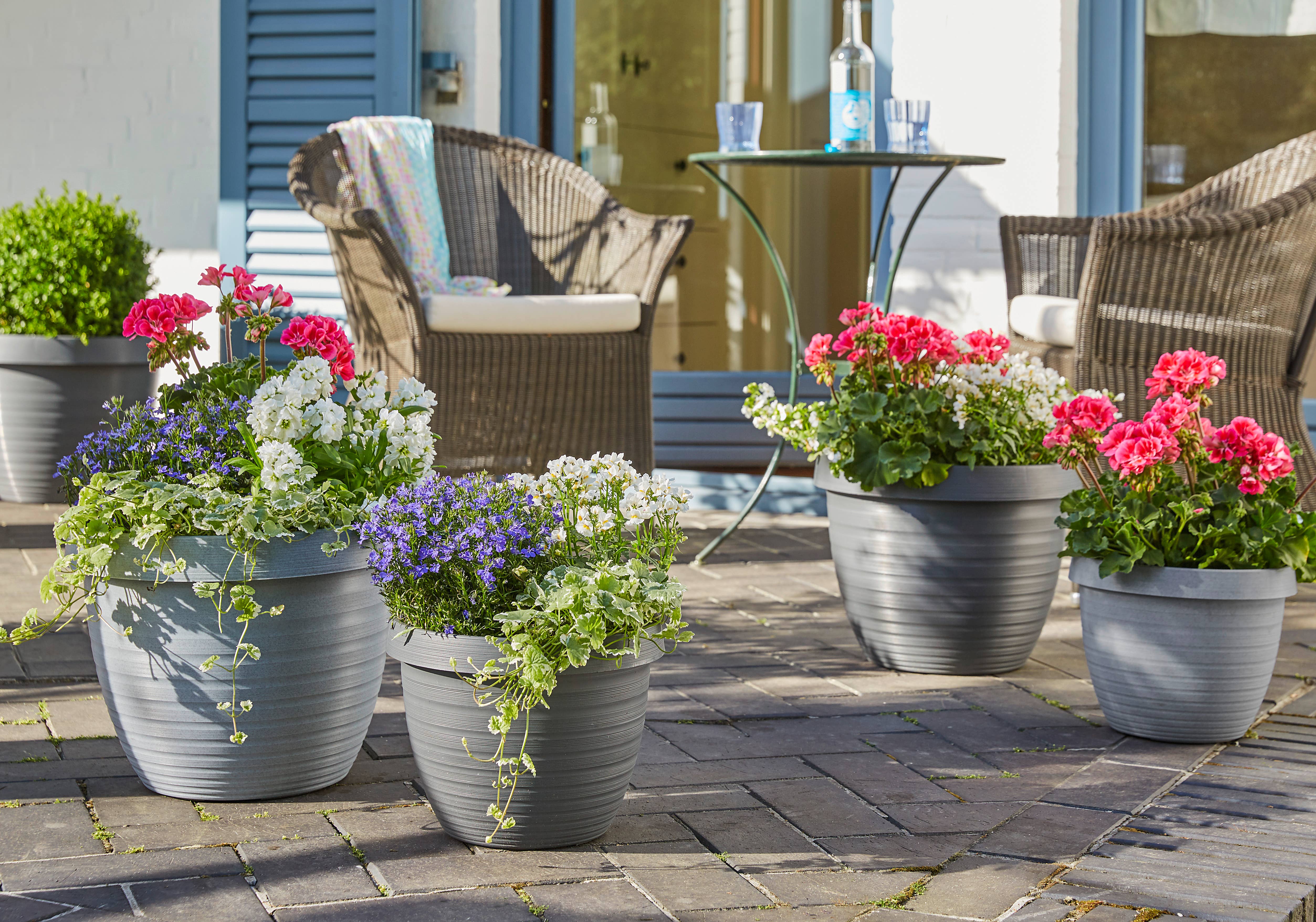 Scheurich - Wholesale Plant Pot - Country Star 270 plastic flower top/planter7