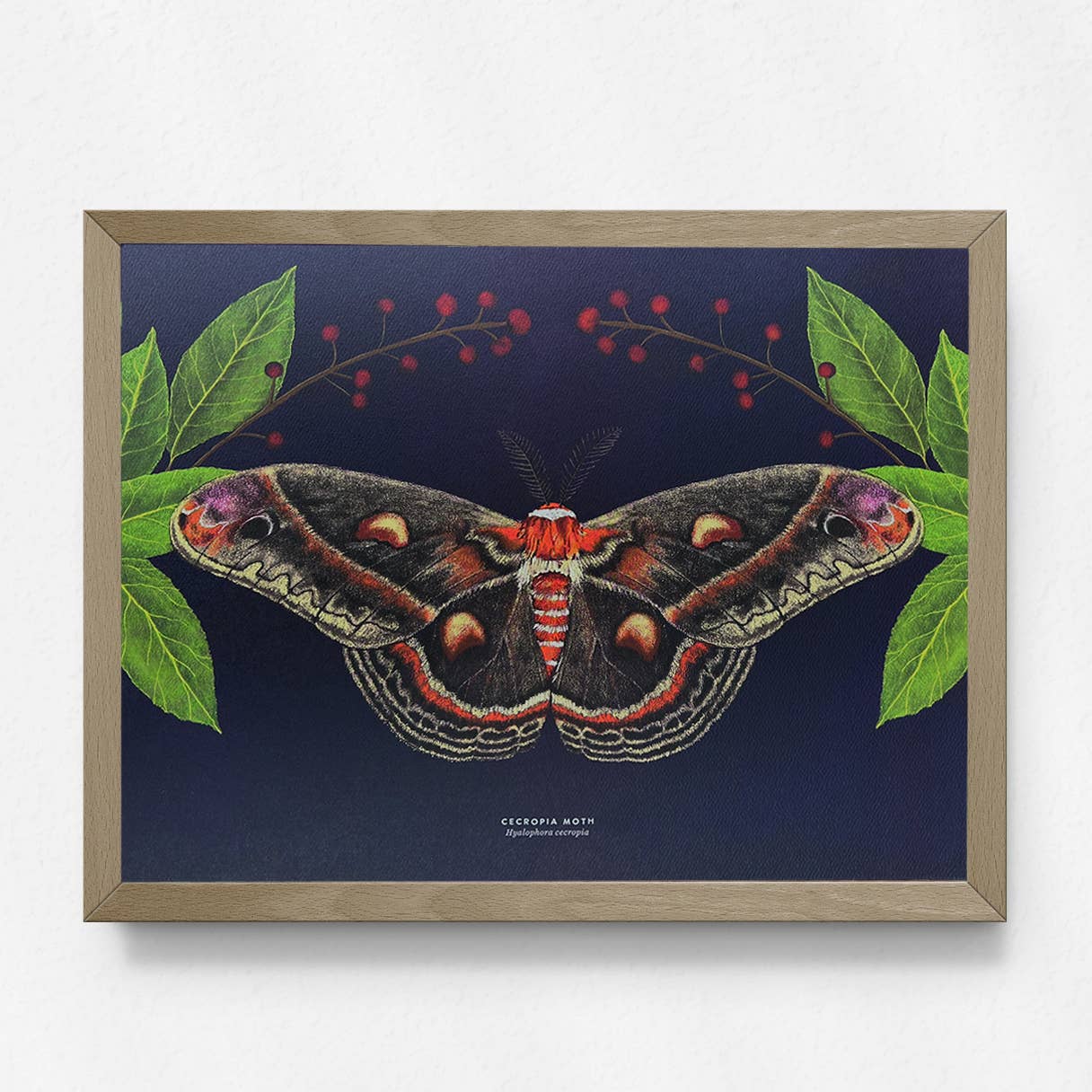 Moss and Mineral - Wholesale Art Print - Cecropia Moth, Scientific Illustration Botanical Print3