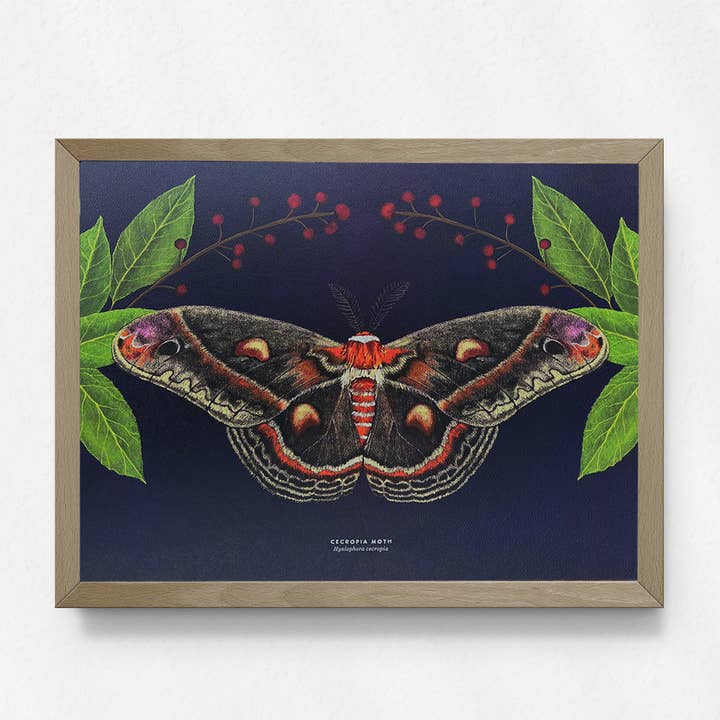 Moss and Mineral - Wholesale Art Print - Cecropia Moth, Scientific Illustration Botanical Print3