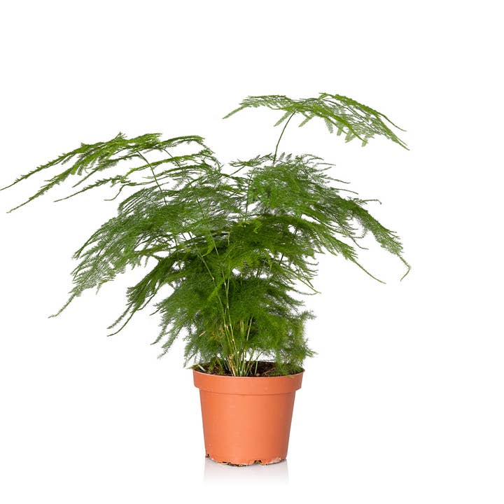 The Little Botanical – wholesale Live plant – British Grown Asparagus Fern8