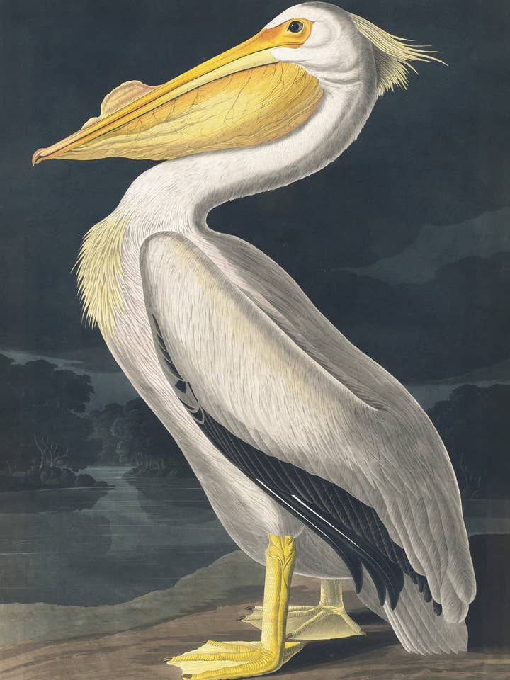 Postal American White Pelican (201717) por atacado de The Knowledge of Things by Catch Publishing