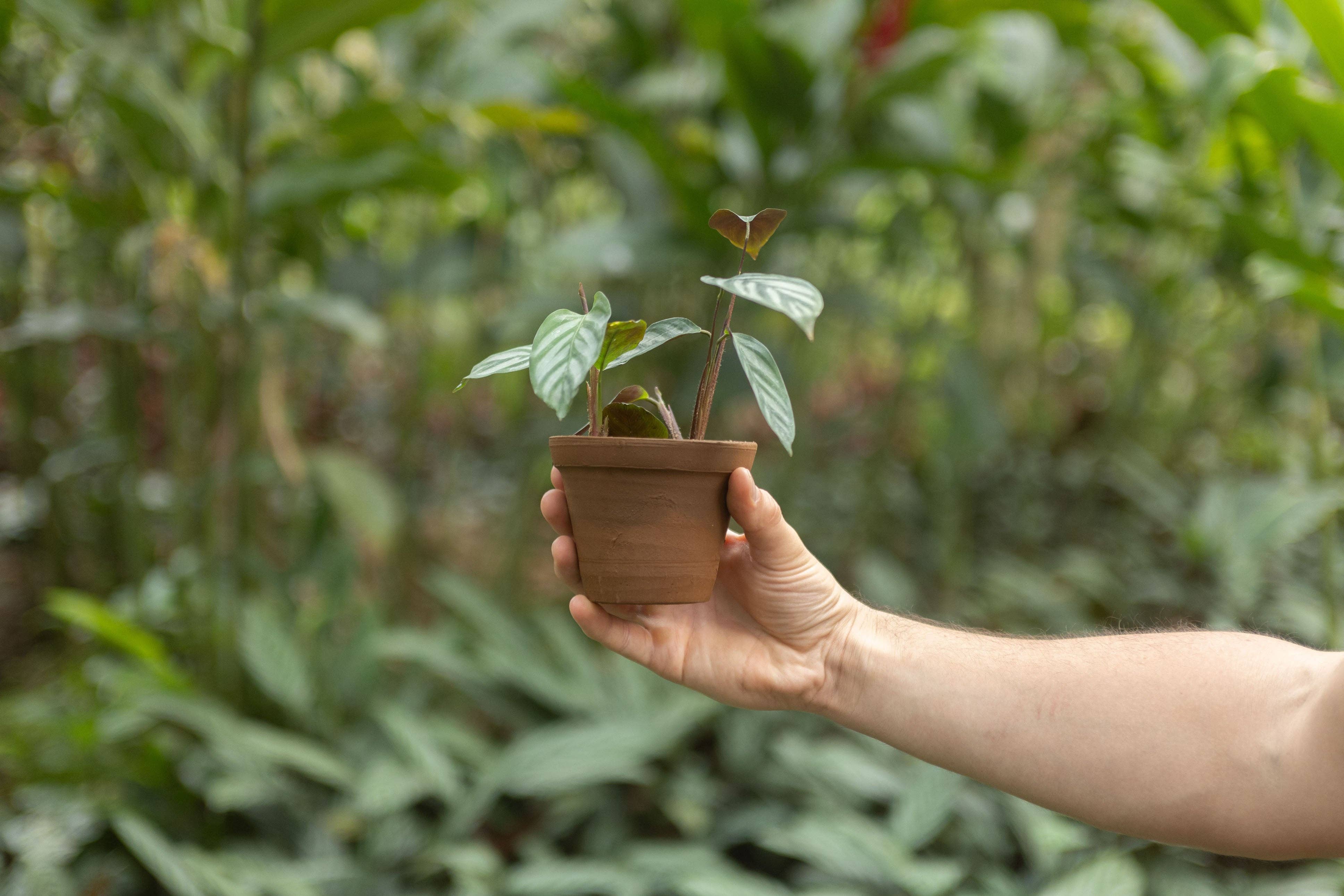 Air Plant Shop - Wholesale Live Plant - Calathea 'Prayer Plants' Anulque Fresh Rooted Cuttings7