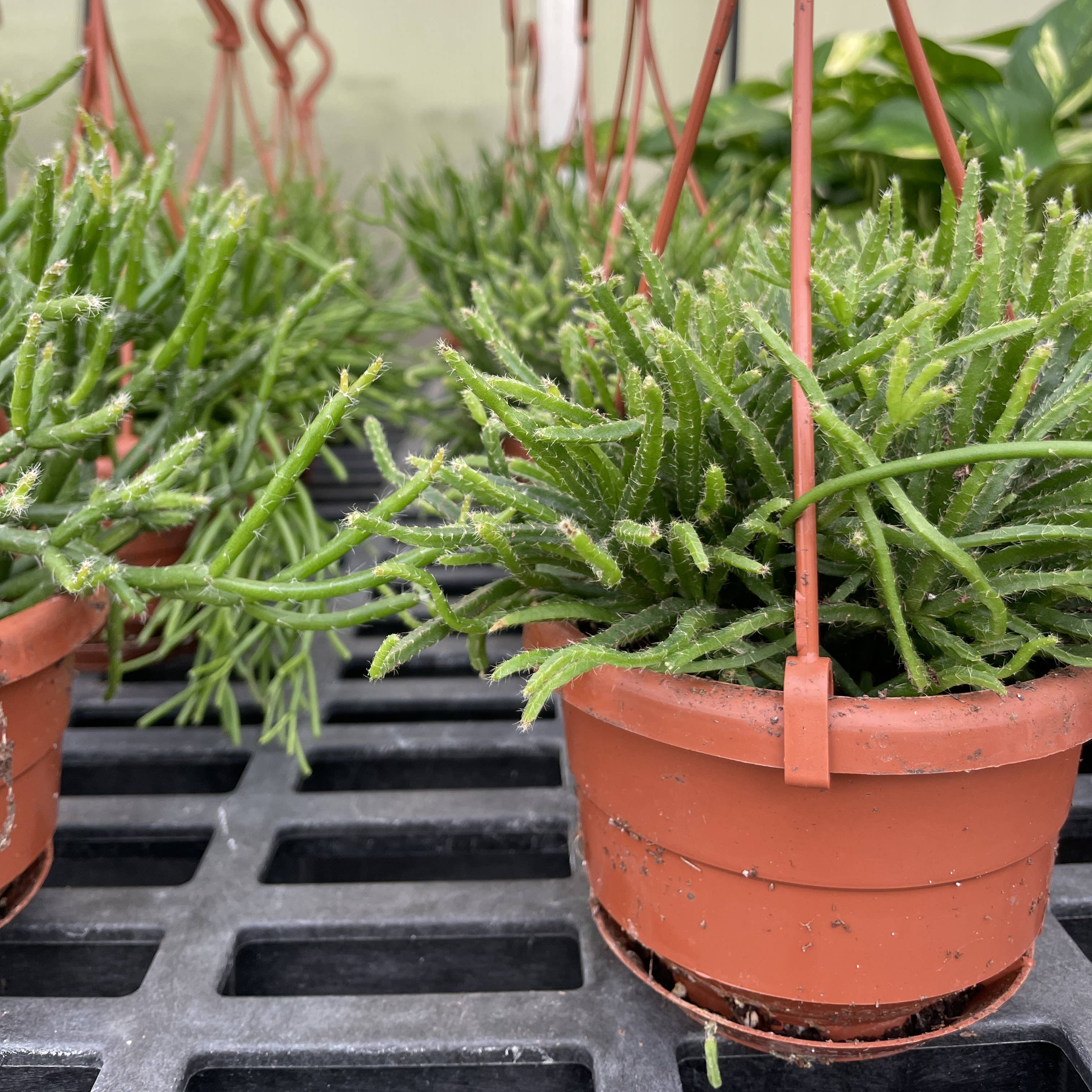 Thorsen's Greenhouse - Wholesale Live Plant - Rhipsalis Cactus Hanging Pot - 4" Live Plant8