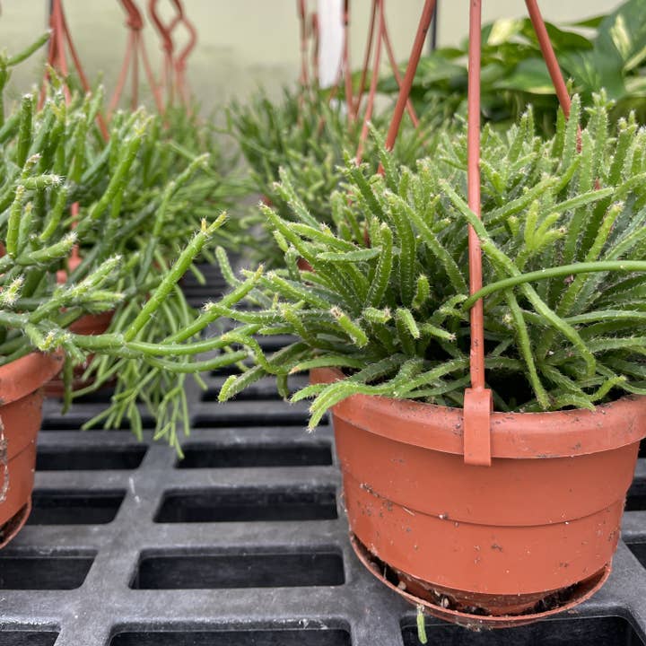 Thorsen's Greenhouse - Wholesale Live Plant - Rhipsalis Cactus Hanging Pot - 4" Live Plant8