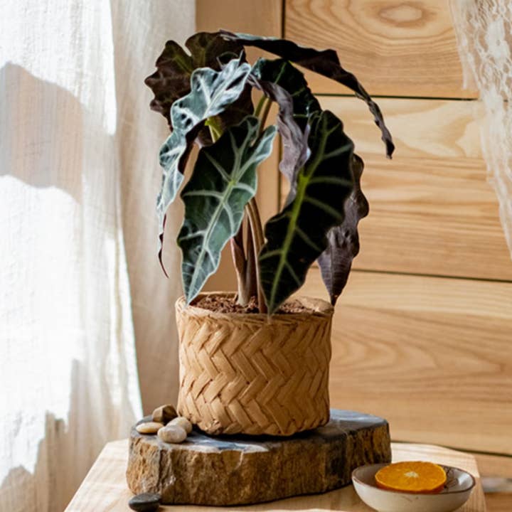 Rustic Reach - Wholesale Plant Pot - Bamboo Looking Cement Planter