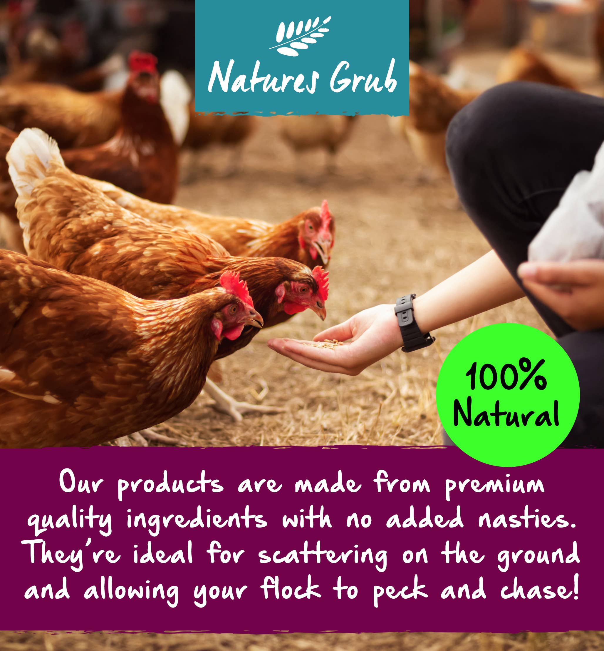 Natures Grub – wholesale Pet food – Not cat/dog – Natures Grub Afternoon Oats for Chickens - Banana & Berry4