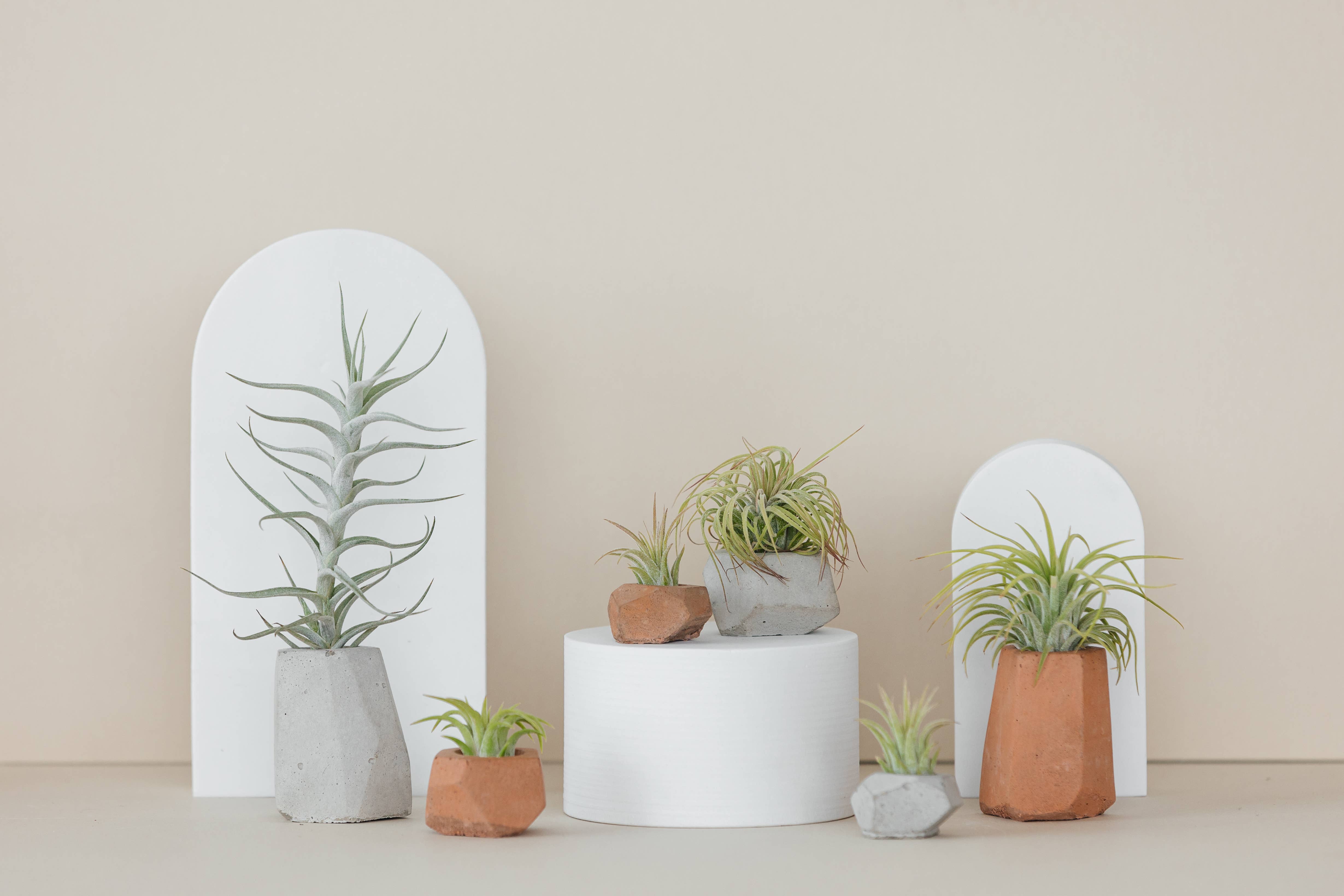 The Plant Supply - Wholesale Plant Pot - Concrete Air Plant Holders (Set of 3) | modern air plant pot7