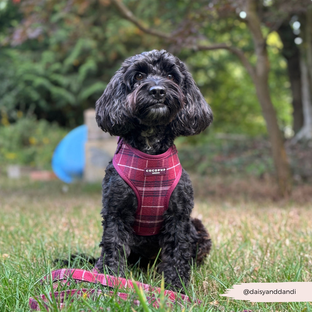 Cocopup London - Wholesale Pet Harness - Dog - Mulberry Plaid Adjustable Neck HARNESS19