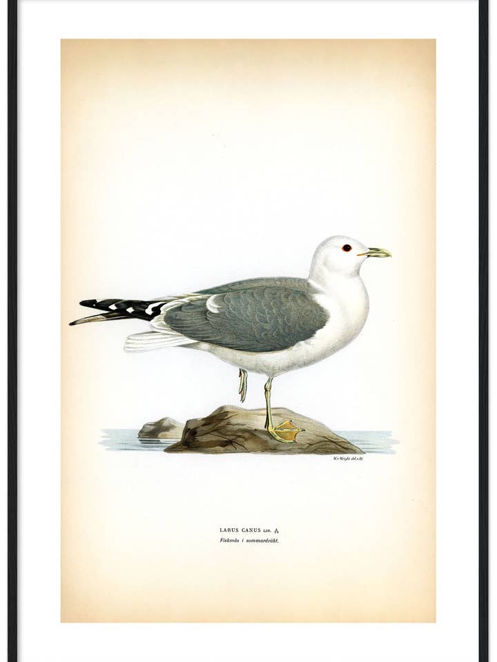 Fiskmås, sommardräkt för wholesale av Svenska Fåglar