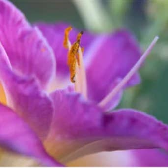 LeDeSaRa Lifestyle – Engroshandel Kunstige blomster – Friske afskårne liljer