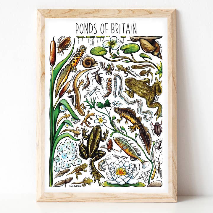 Pond Life of Britain Art Print for wholesale by Alexia Claire Ltd