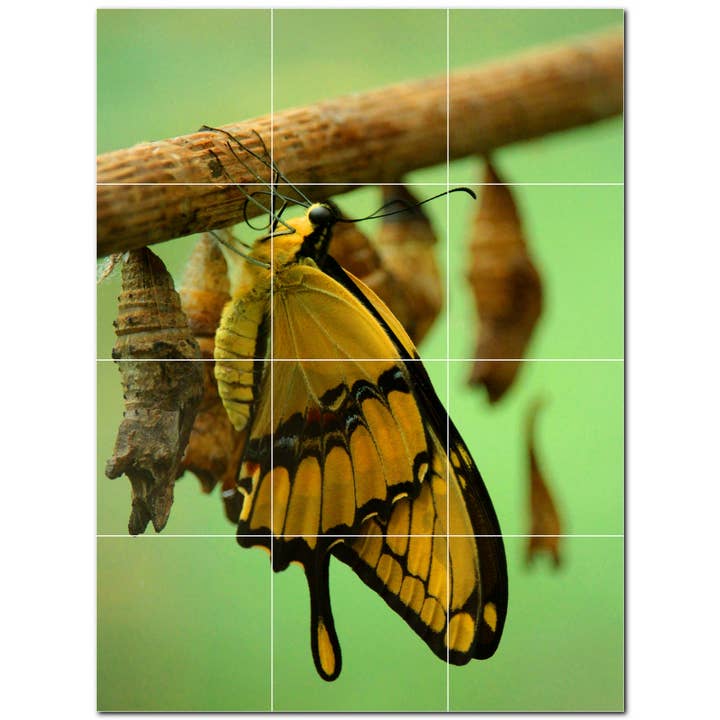 Carrelage en céramique Butterfly, carrelage mural en céramique PT500296 pour la vente par Picture-Tiles.com